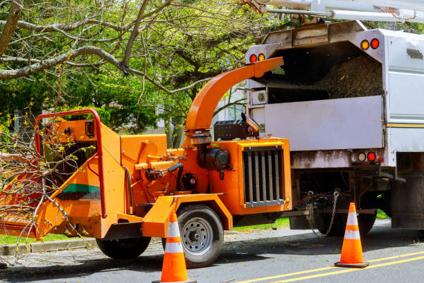 Tree Services